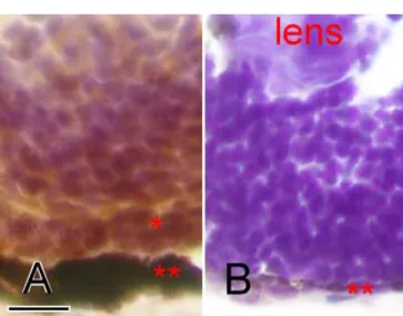 Figure 7. Cryosection and immunostaining of the wildtype and Egr1 morphants.  Cryosections of zebrafish eyes at 72 h postfertilization with zpr-1 immunostaining for photoreceptor cells
