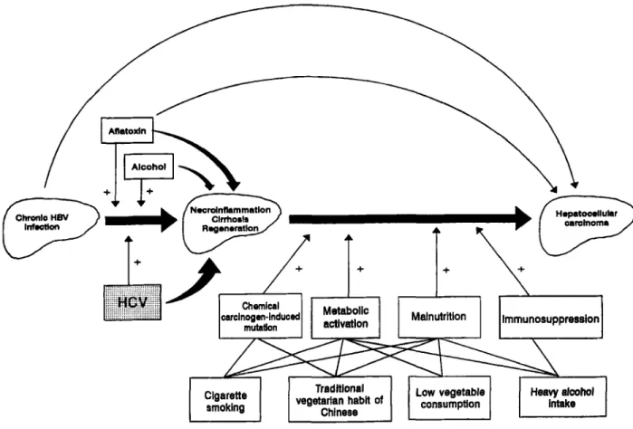Figure  1  Hypothesized model for interactive effects of multiple risk factors for hepatocellular carcinoma  in  Taiwan
