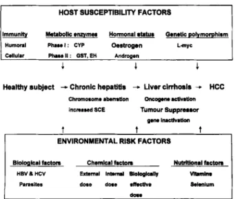 Figure  2  Host  susceptibility-environment  interaction and  risk  of  hepatocellular carcinoma