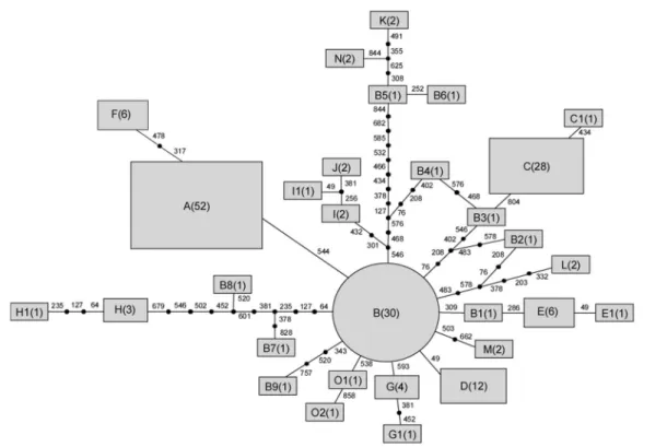 Fig. 2 Relationships of haplotypes of the nuclear gene marker, G3pdh (unrooted), reconstructed by the computer program TCS, version 1.04.
