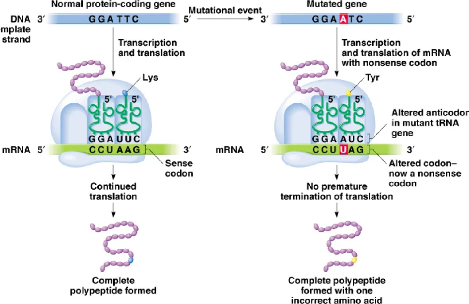 Fig. 7.5  Mechanism of action of an intergenic nonsense suppressor  mutation that 