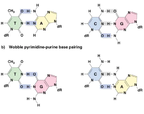 Fig. 7.6  Normal and wobble base pairing in DNA