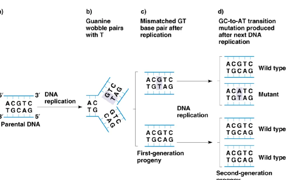 Fig. 7.7  Production of a mutation as a result of a mismatch caused by  wobble base 