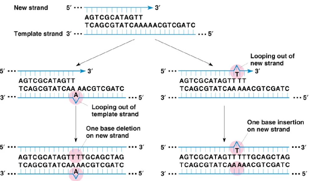 Fig. 7.8  Spontaneous generation of addition and deletion mutants by DNA  looping-out errors during replication