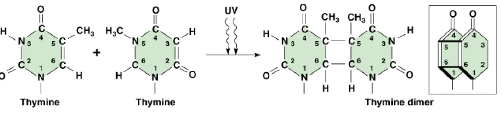Fig. 7.10  Production of thymine dimers by ultraviolet light irradiation