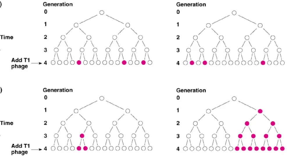 Fig. 7.2  Representation of a dividing population of T1 phage-sensitive wild- wild-type 