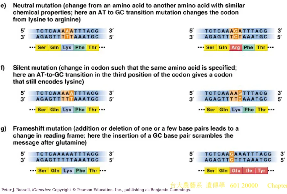 Fig. 7.3e-g  Types of base-pair substitution mutations
