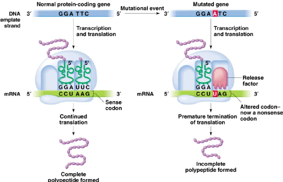 Fig. 7.4  A nonsense mutation and its effect on translation