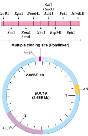Fig. 8.4  The plasmid cloning vector pUC19