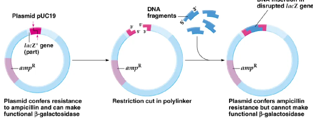 Fig. 8.5  Insertion of a piece of DNA into the plasmid cloning vector pUC19 
