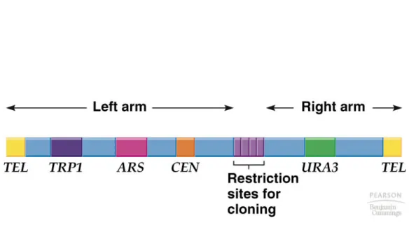 Fig. 8.6  Example of a yeast artificial chromosome (YAC) cloning vector