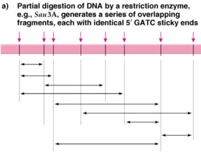 Fig. 8.7  Use of partial digestion with a restriction enzyme to produce DNA  fragments 