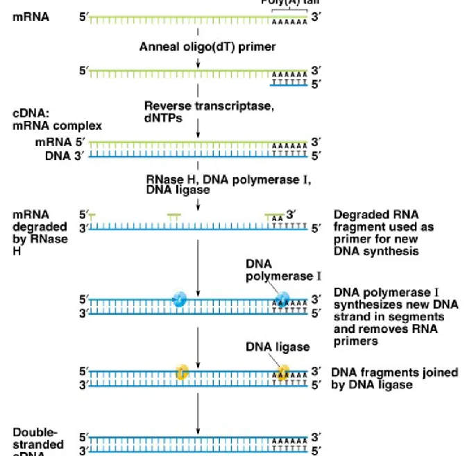 Fig. 8.8  The synthesis of complementary DNA (cDNA) from a  polyadenylated mRNA