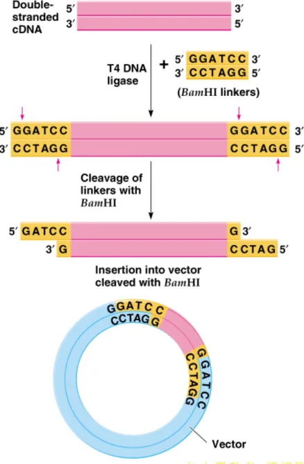 Fig. 8.9  The cloning of cDNA using BamHI linkers