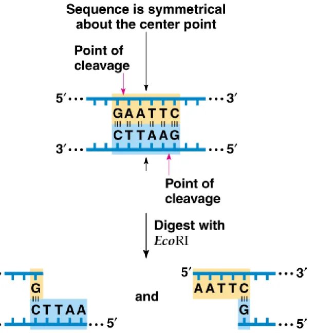 Fig. 8.1  Restriction site in DNA, showing symmetry of the sequence  around the 