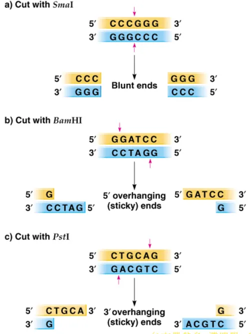 Fig. 8.2  Examples of how restriction enzymes cleave DNA
