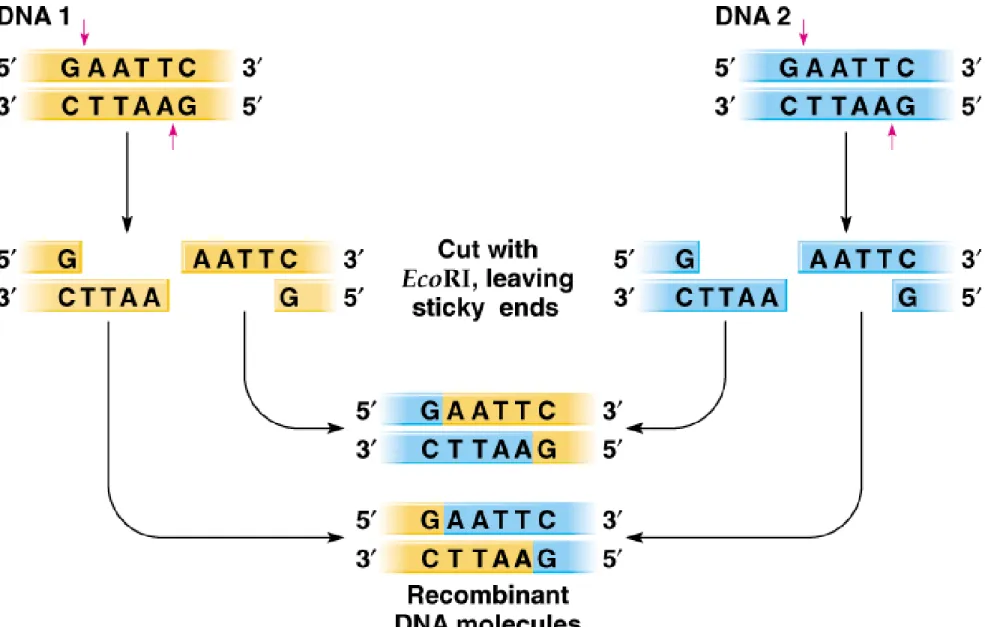 Fig. 8.3  Cleavage of DNA by the restriction enzyme EcoRI