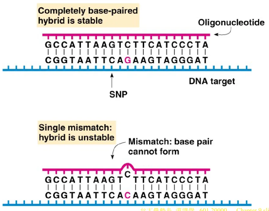 Fig. 9.2  Typing of an SNP by oligonucleotide hybridization analysis