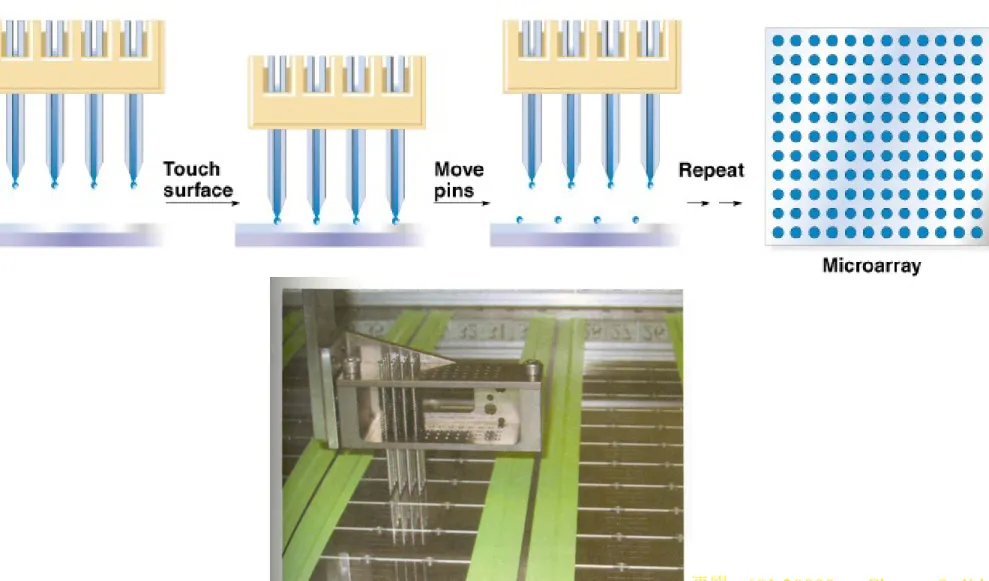 Fig. 9.3  Preparing a DNA microarray by using robot-driven, mechanical  microspotting 