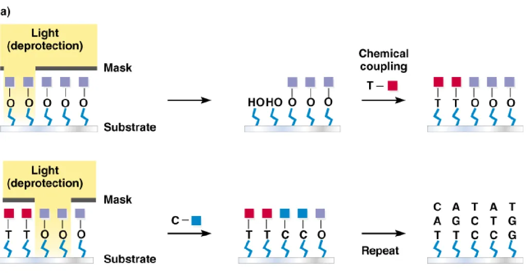 Fig. 9.4a  Preparing a GeneChip ® 