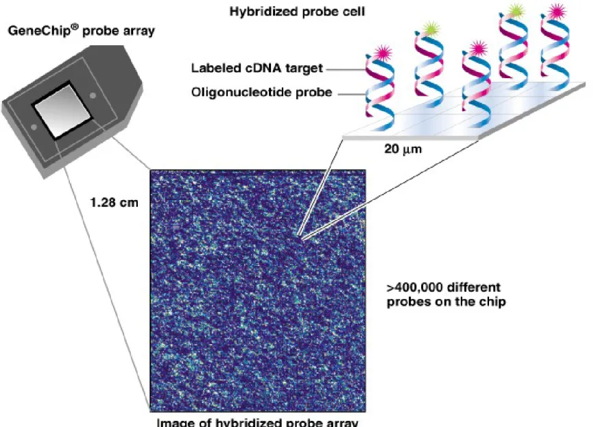 Fig. 9.5 Illustration of an experiment using a GeneChip ®