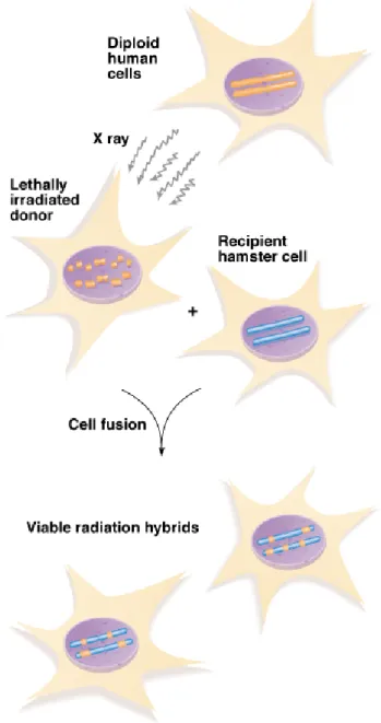 Fig. 9.8  Making a radiation hybrid