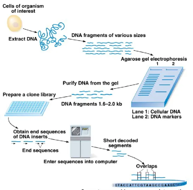 Fig. 9.10  The direct shotgun approach to obtaining the genomic DNA  sequence of an 