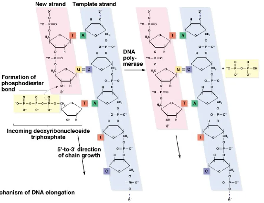 Fig. 3.4a  DNA chain elongation catalyzed by DNA polymerase
