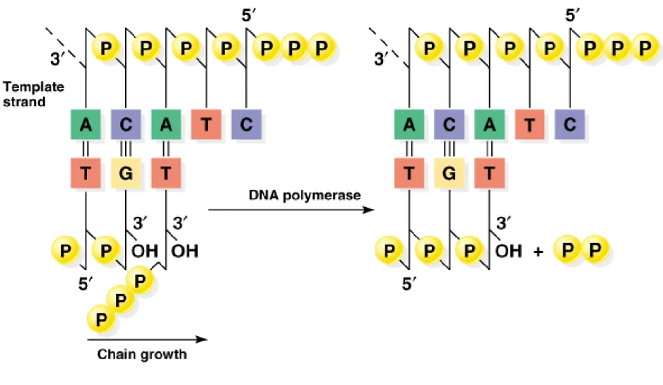 Fig. 3.4b  DNA chain elongation catalyzed by DNA polymerase