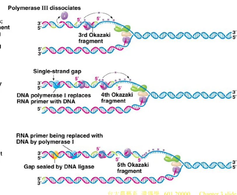 Fig. 3.6c-e   Model for the events occurring around a single replication  fork of the 