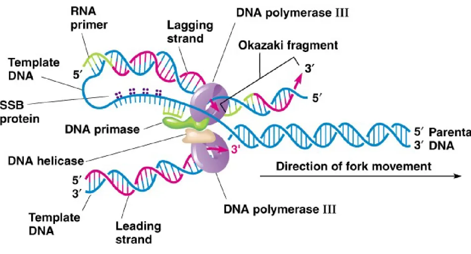 Fig. 3.8  Model for the “replication machine,” or replisome, the complex of  key 
