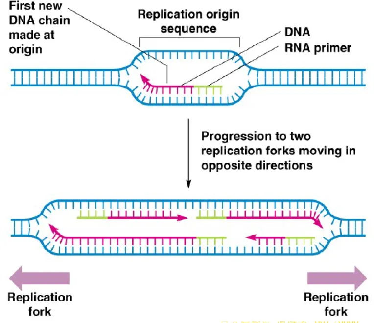 Fig. 3.9  Diagram of the formation at a replication origin sequence of two  replication 