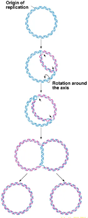 Fig. 3.10  Bidirectional replication of circular DNA molecules