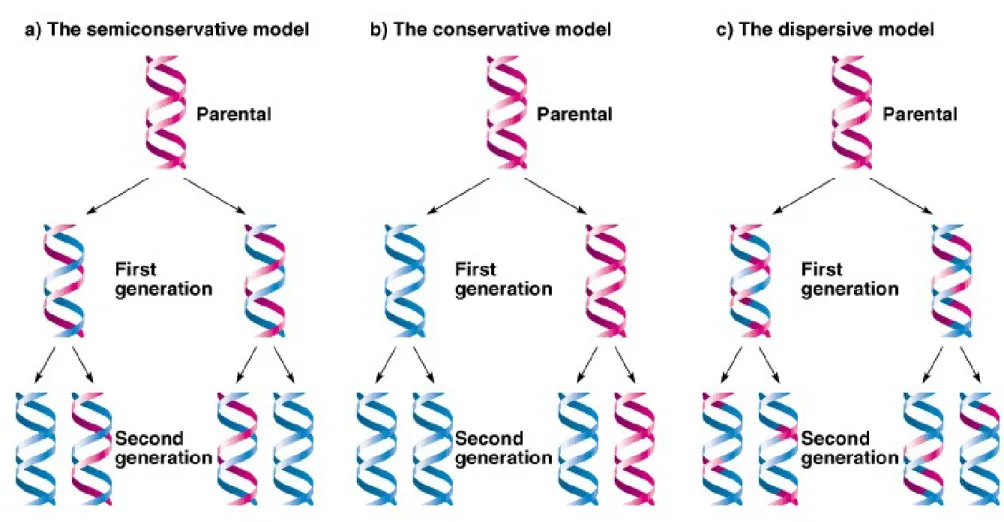 Fig. 3.1  Three models for the replication of DNA