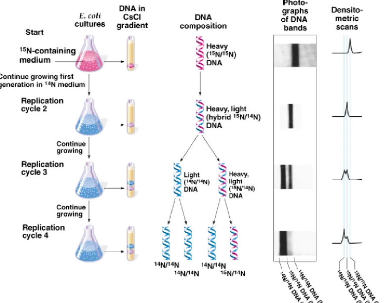 Fig. 3.2  The Meselson-Stahl experiment, which showed that DNA replicates  semiconservatively