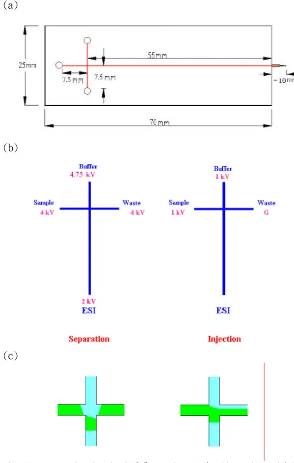 圖 1. (a)PMMA 晶片尺寸設計。(b)電壓施加圖示。(c)實際樣品、緩衝液流動模擬 圖示。 