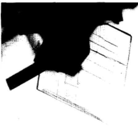 Fig.  6.  Dendritic  growth  of monosodium  glutamate  crystal  on  the  glass wall  of growth  cell