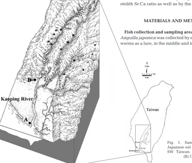 Fig. 1. Sampling locations for Japanese eel in the Kaoping River, SW Taiwan. (A) Lin-yuan town; 