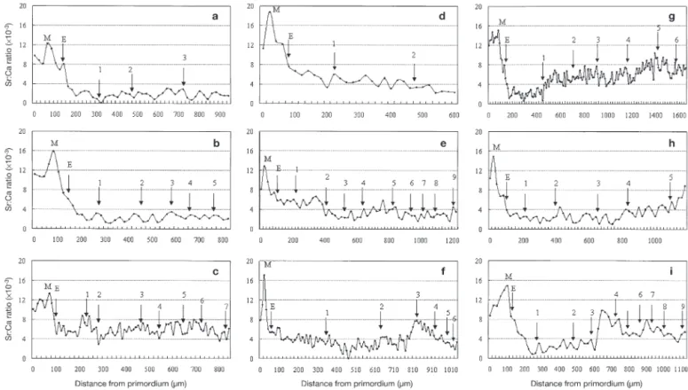 Fig. 3. Anguilla japonica. Temporal changes in the Sr:Ca ratios of eel otoliths from different migratory contingents collected from the middle and lower reaches of the Kaoping River, SW Taiwan
