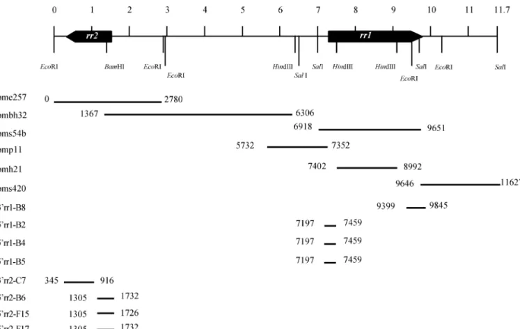 FIG. 3. Schematic alignment of cloned WSSV genomic fragments (pme257, pmbh32, pms54b, pmp11, pmh21, pms420) and cDNA fragments generated by 3 ⬘ RACE (3⬘rr1-B8; 3⬘rr2-C75) and 5⬘ RACE (5⬘rr1-B2, -B4, -B5; 5⬘rr2-B6, -F15, -F17)
