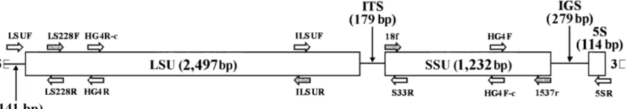 Fig. 1. Schematic diagram of N. bombycis rRNA gene. Mature rRNA gene domains are boxed