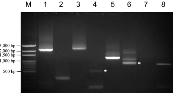 Fig. 2. Agarose gel electrophoresis of PCR products. Lane 1, main part of LSUrRNA (primer set LS228F/ILSUR; 2108 bp amplicon)