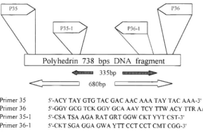 Fig. 1. Diagram of the polyhedrin gene. Location and se- se-quence of the primers used for PCR amplications are  indi-cated