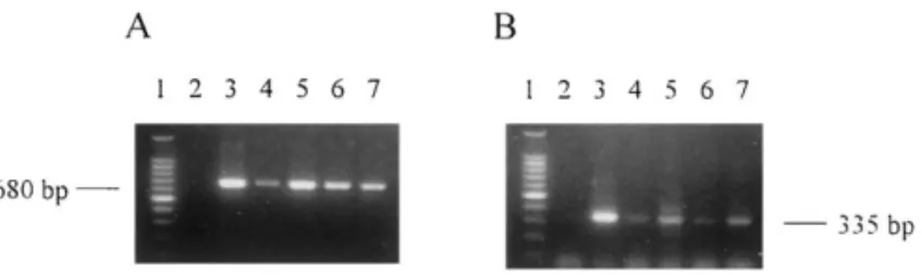 Fig. 2. The fragments of PCR-amplified polyhedrin genes by the primer sets of 35/36 (A) and 35-1/36-1 (B), the amplicons were coincident with the predicted sizes of 680 bp and 335 bp respectively, whereas the host DNA (Perina nuda DNA) was negative