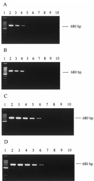 Fig. 4. PCR-amplified detection of baculoviruses by the primer set 35/36 from OB-extracted DNAs with ten-fold serial  dilu-tion of initial concentradilu-tion of 1 × 10 6 OBs/well
