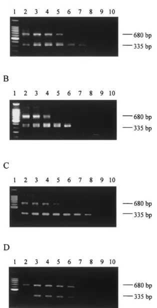 Fig. 5. Nested PCR-amplified detection of baculoviruses by the primer sets of 35/36 and 35-1/36-1 from OB-extracted DNA with ten-fold serial dilution of initial concentration of 1 × 10 6 OBs/well