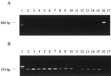 Fig. 7. PCR-amplified detection of PenuNPV infection by one-step (A) and two-step (B) amplifications from DNAs extracted from the hemolymph of laboratory-reared P