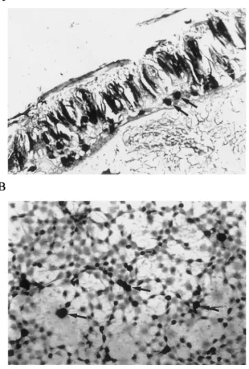 Fig. 9. Detection by in situ hybridization of NPV in (A) the mid-gut of P. nuda at 96 h post-inoculation and (B) the infected PN cells at 36 h post-inoculation