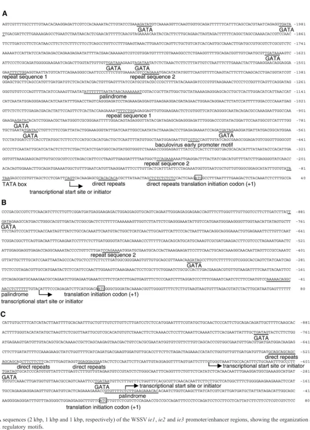 Fig. 6. DNA sequences (2 kbp, 1 kbp and 1 kbp, respectively) of the WSSV ie1, ie2 and ie3 promoter/enhancer regions, showing the organization and location of predicted regulatory motifs.
