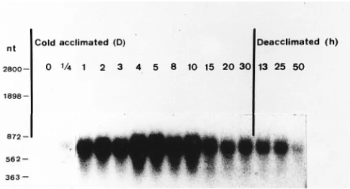 Figure 1. Cold acclimation induced the expression of peaci11.8 gene in pea.  Forty micrograms of total RNA prepared from  seed-lings grown at ambient temperature (28°C) and seedseed-lings treated as indicated was subjected to northern blot analysis.